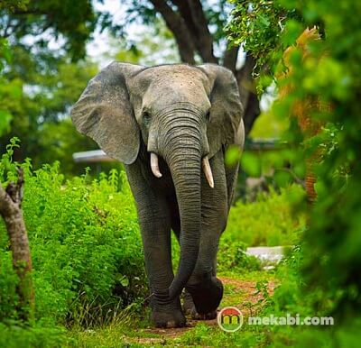 mole national park elephant