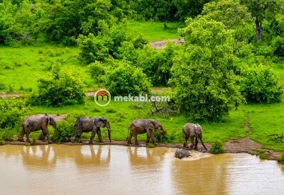 mole national park